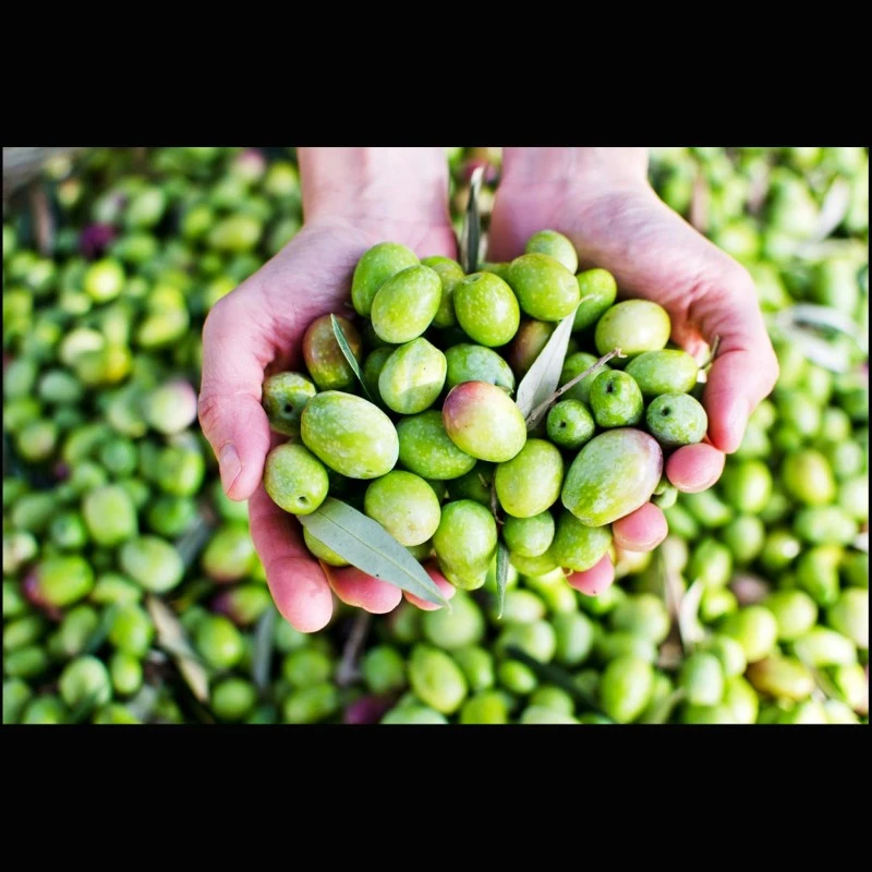 Zitronen-Öl (aromatisiertes Olivenöl)