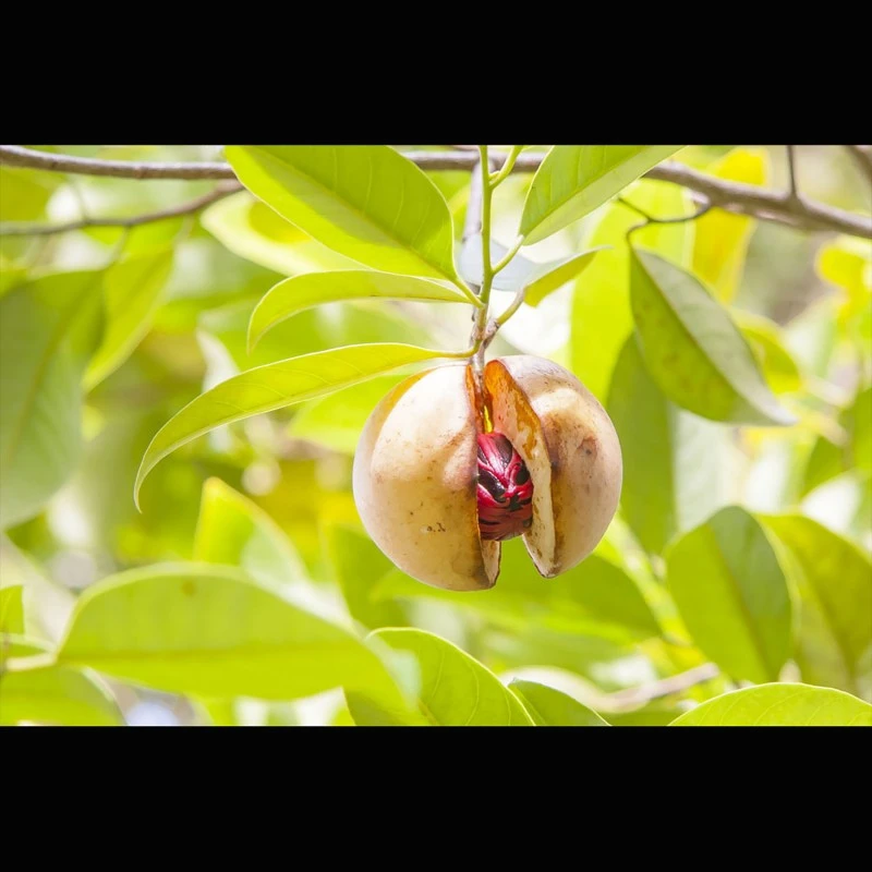 Muskatnuss (Grenada), ganz