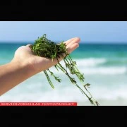 Carrageen (Vollraffinat E407)