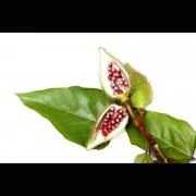 Annatto/Norbixin (natürlicher Farbstoff)