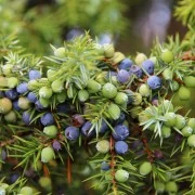 Wacholder-Oleoresin (flüssiger Gewürzextrakt)