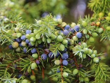 Wacholder-Oleoresin (flüssiger Gewürzextrakt)