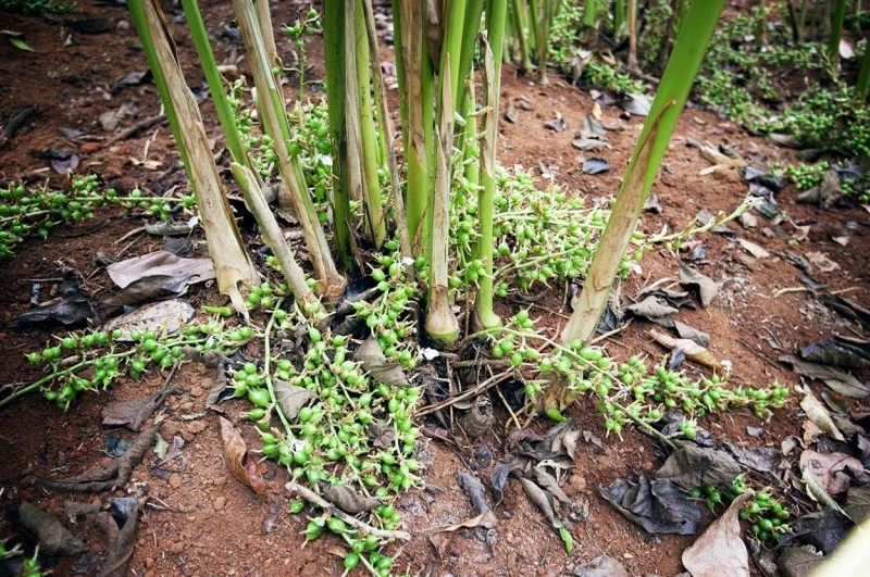 Kardamom-Oleoresin (flüssiger Gewürzextrakt)