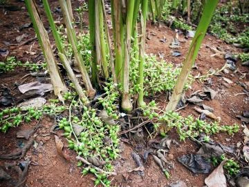 Kardamom-Oleoresin (flüssiger Gewürzextrakt)