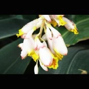 Kardamom-Oleoresin (flüssiger Gewürzextrakt)