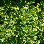 Piment-Oleoresin (flüssiger Gewürzextrakt)