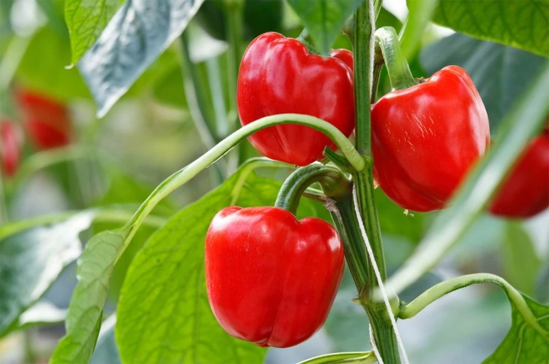 Paprika-Oleoresin (flüssiger Gewürzextrakt)