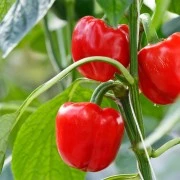 Paprika-Oleoresin (flüssiger Gewürzextrakt)