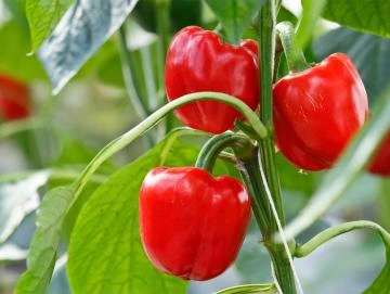 Paprika-Oleoresin (flüssiger Gewürzextrakt)