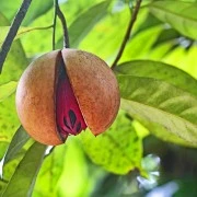 Muskat-Oleoresin (flüssiger Gewürzextrakt)