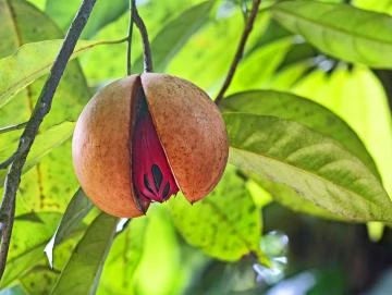 Muskat-Oleoresin (flüssiger Gewürzextrakt)