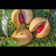 Muskat-Oleoresin (flüssiger Gewürzextrakt)