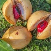 Muskatblüten-Oleoresin (flüssiger Gewürzextrakt)