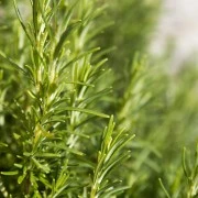 Rosmarin-Oleoresin (flüssiger Gewürzextrakt)