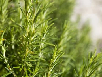 Rosmarin-Oleoresin (flüssiger Gewürzextrakt)