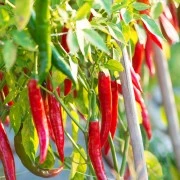 Capsicum-Oleoresin  (flüssiger Gewürzextrakt)