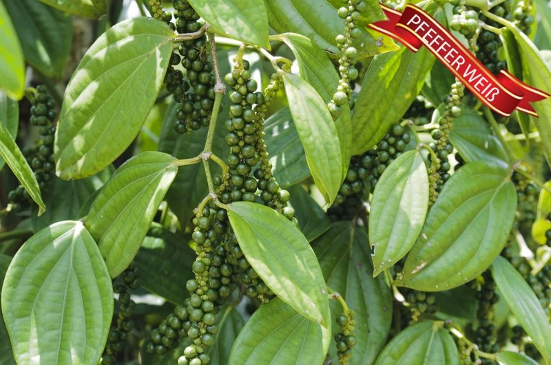 Pfeffer weiß, Oleoresin (flüssiger Gewürzextrakt)