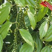 Pfeffer weiß, Oleoresin (flüssiger Gewürzextrakt)