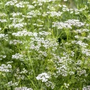 Koriander-Oleoresin (flüssiger Gewürzextrakt)