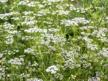 Koriander-Oleoresin (flüssiger Gewürzextrakt)