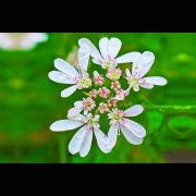 Koriander-Oleoresin (flüssiger Gewürzextrakt)