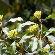 Nelken-Oleoresin (flüssiger Gewürzextrakt)