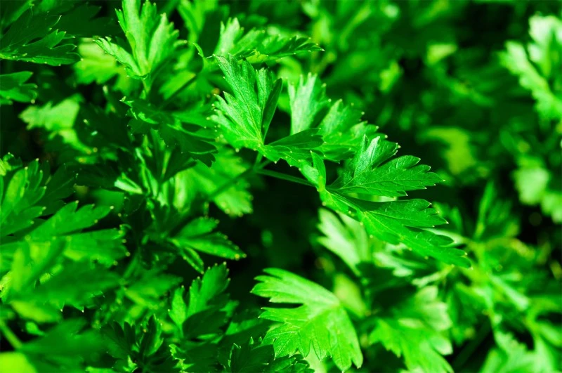 Petersilien-Oleoresin (flüssiger Gewürzextrakt)