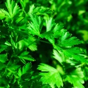 Petersilien-Oleoresin (flüssiger Gewürzextrakt)