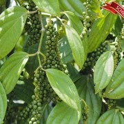 Pfeffer schwarz 30/20, Oleoresin (flüssiger Gewürzextrakt)