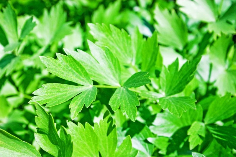 Liebstöckel-Oleoresin (flüssiger Gewürzextrakt)