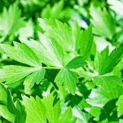 Liebstöckel-Oleoresin (flüssiger Gewürzextrakt)