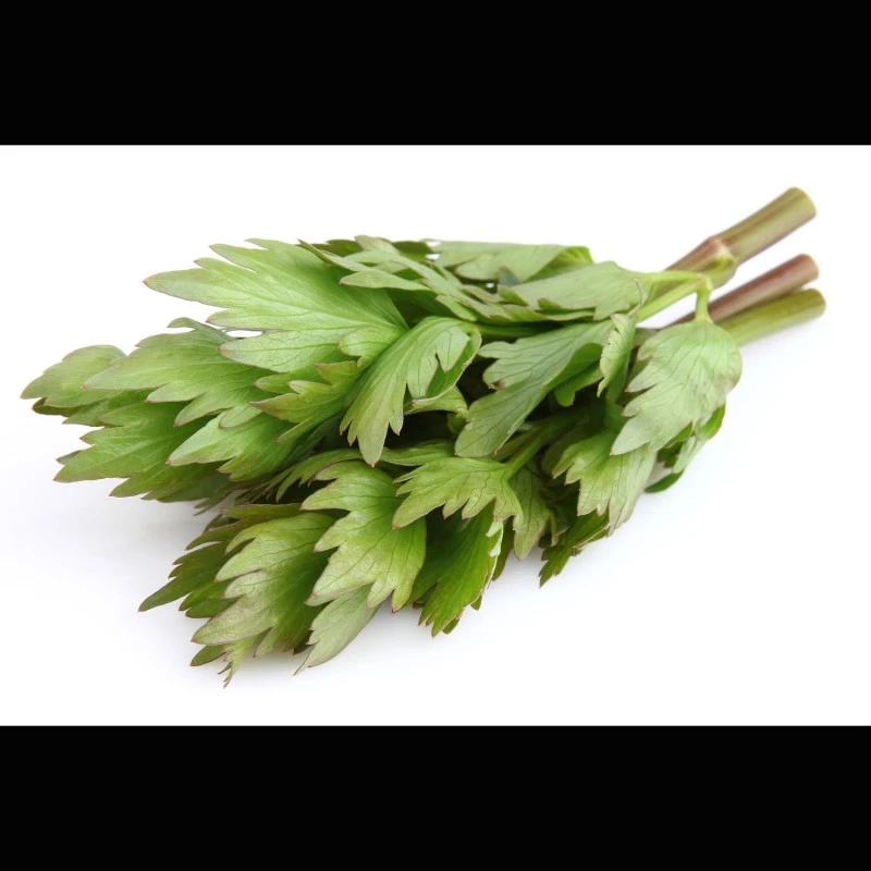 Liebstöckel-Oleoresin (flüssiger Gewürzextrakt)