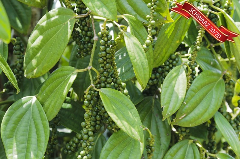 Pfeffer schwarz 20/20, Oleoresin (flüssiger Gewürzextrakt)