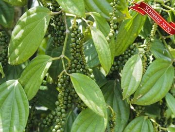 Pfeffer schwarz 20/20, Oleoresin (flüssiger Gewürzextrakt)