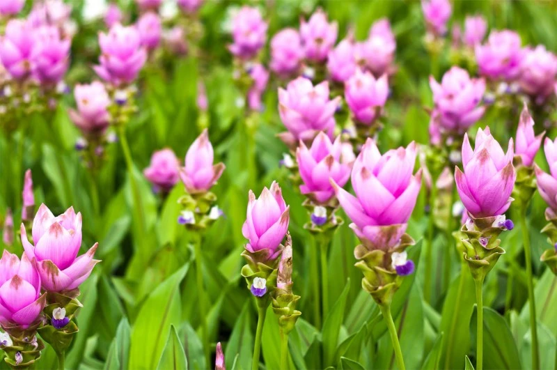 Kurkuma-Oleoresin (flüssiger Gewürzextrakt)