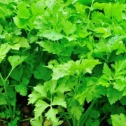 Sellerie-Oleoresin (flüssiges Gewürzextrakt)