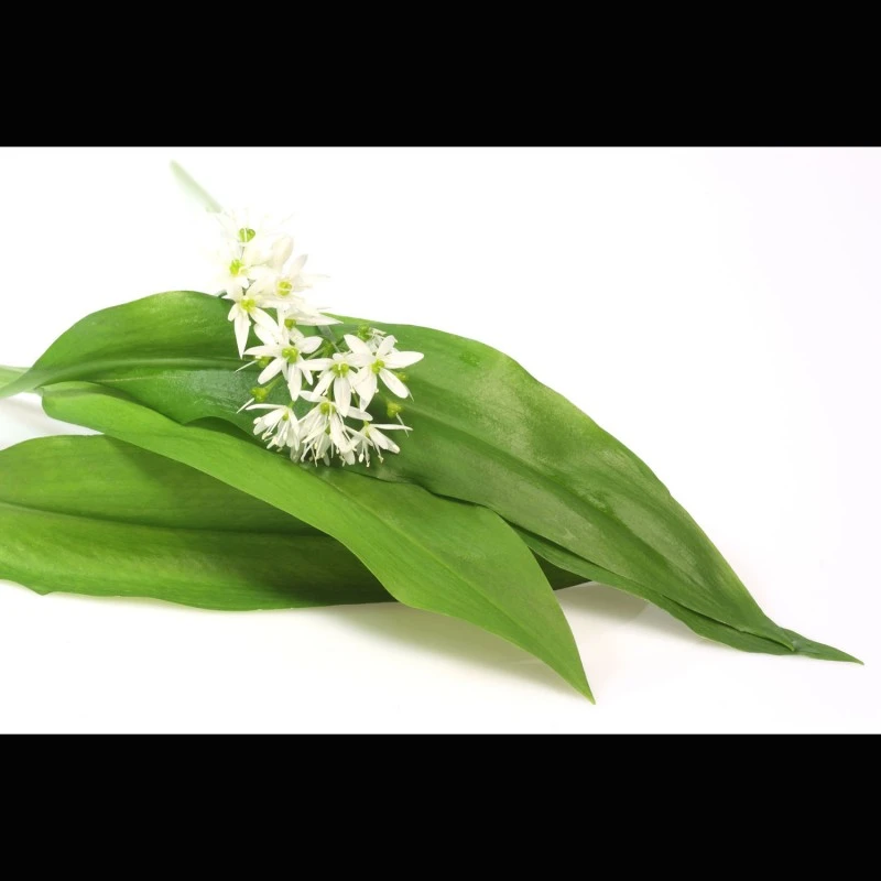 Bärlauch, grob gerebelt