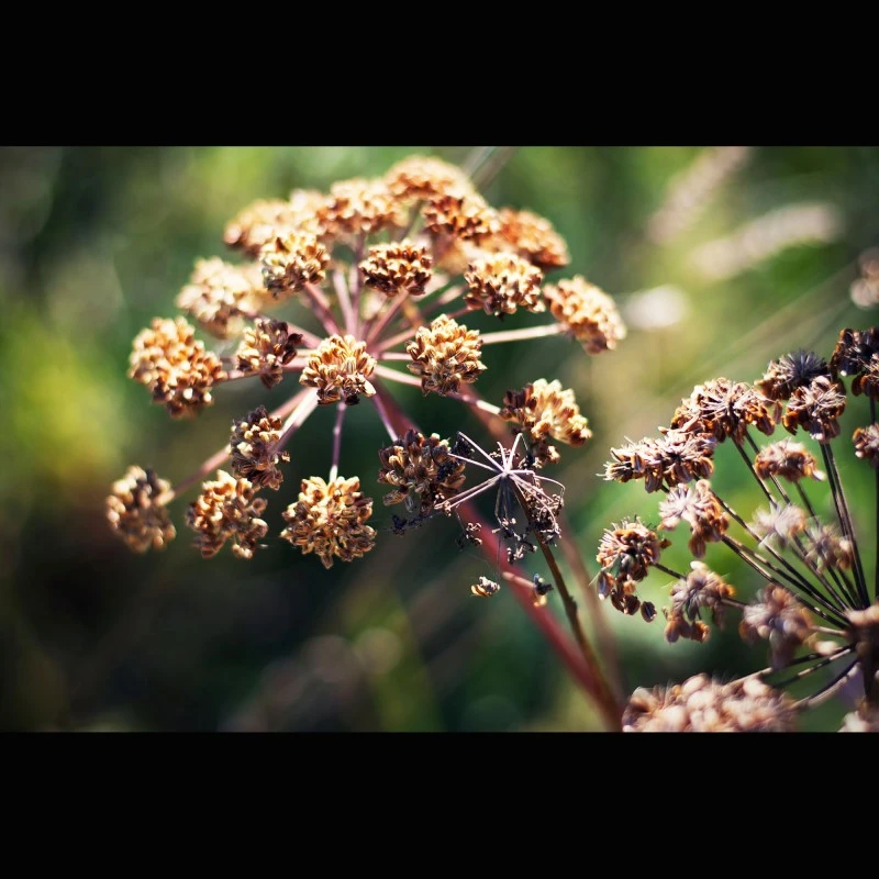 Kreuzkümmel-Öl (ätherisch)