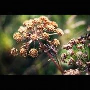 Kreuzkümmel-Öl (ätherisch)