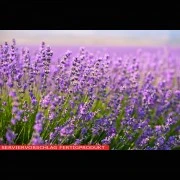 Lavendelblüten-Öl (ätherisch)