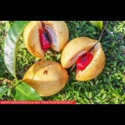 Muskatblüte (Macis), gemahlen