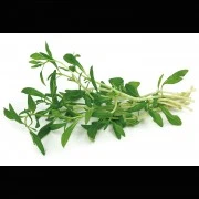 Bohnenkraut, gerebelt