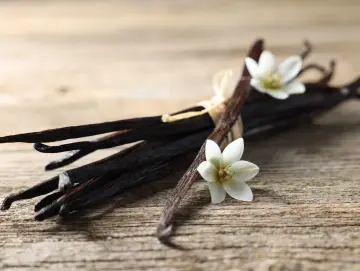 Vanilleschoten (Bourbon-Vanille), Spitzenqualität aus Madagaskar
