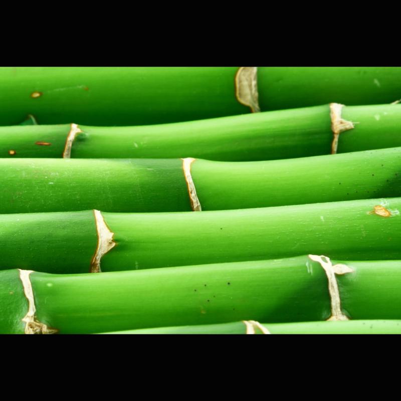 Bambusfaser, Bambus Ballaststoff, Low Carb