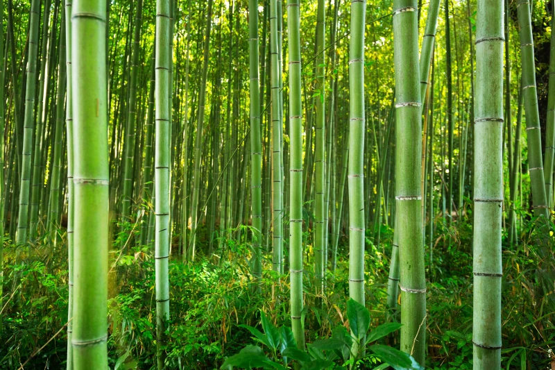 Bambusfaser